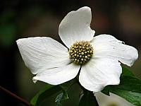 FLORE (14).JPG